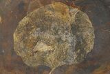 Paleocene Fossil Leaf (Cocculus) - North Dakota #290803-1